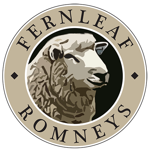 Easy-Care Sheep for Sale - Fernleaf Romneys
